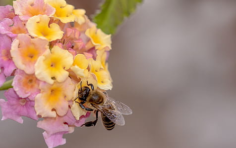 honeybee on yellow and pink lantana flower thumbnail