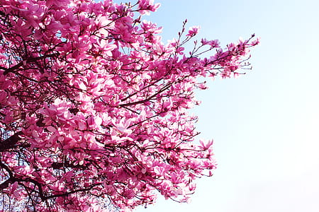 pink leaf trees on focus photo thumbnail