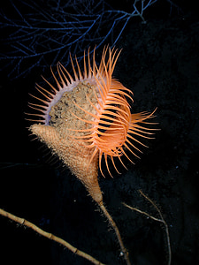 close-up photography of orange plant thumbnail