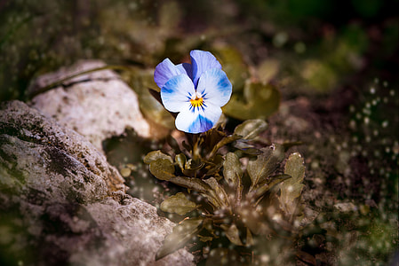 shallow focus photography of blue and white violet flower thumbnail