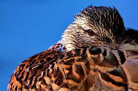 Brown Feathered Bird in Macro Shot thumbnail