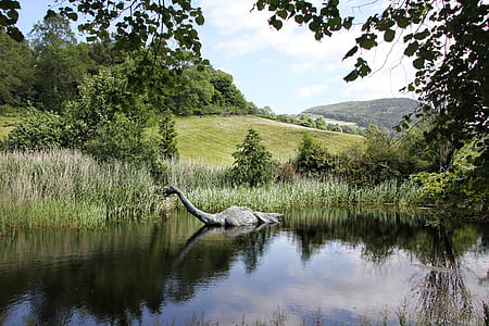 gray swan floating on calm body of water thumbnail