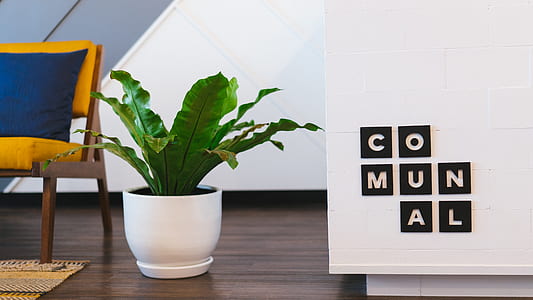 white potted green indoor plant beside chair inside the room thumbnail