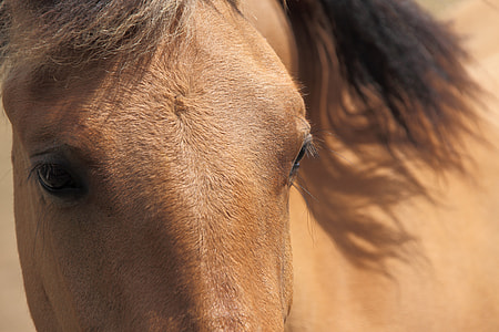 brown horse thumbnail