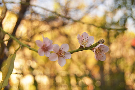 nature, flowers, branches, petals thumbnail