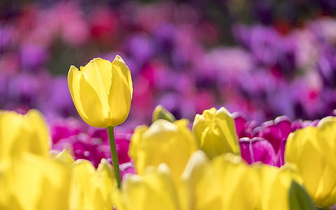 Yellow and Pink Tulip Field Selective-focus Photography thumbnail