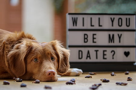 Nova Scotia duck tolling retriever lying on floor next to sign thumbnail