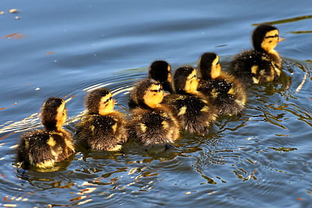 seven ducklings swam on water thumbnail