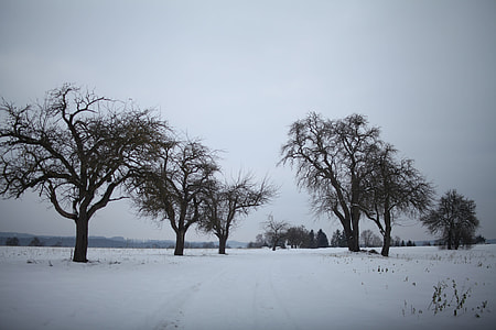 bare trees on snow field thumbnail
