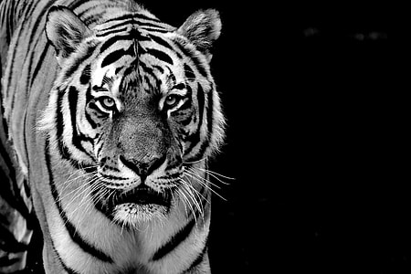 grayscale photography of tiger thumbnail