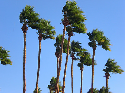 green leaf trees thumbnail