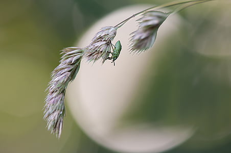 green leaf beetle thumbnail