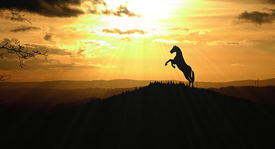 silhouette photo of horse during golden hour thumbnail