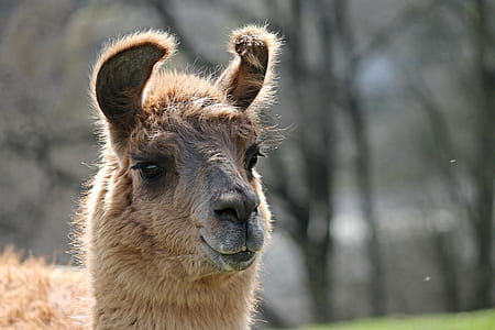 selective focus photography of brown llama taken during daytime thumbnail