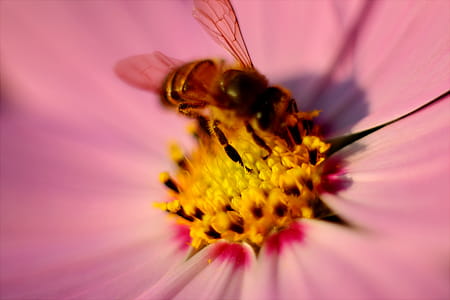 Tilt Photography of Brown Honey Bee on Pink Petaled Flower Pollen thumbnail