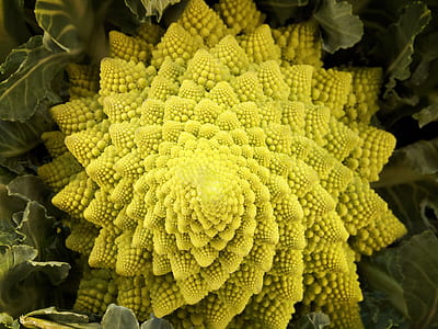 green romanesco broccoli in close-up photography thumbnail
