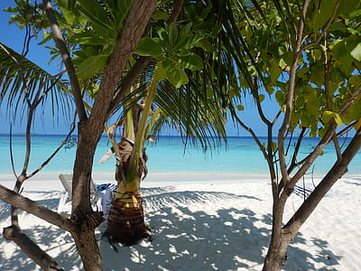 coconut tree beside body of water thumbnail
