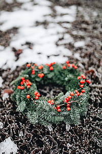 A Very Merry Fresh Holly Wreath for Christmas thumbnail
