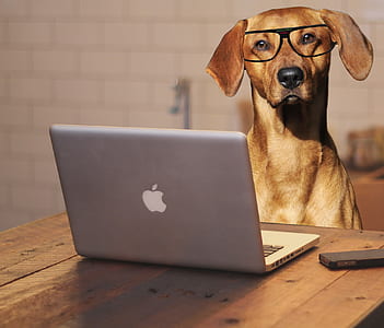 brown coated dog in front of MacBook Pro thumbnail