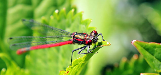 red and black dragonfly perched on green leaf thumbnail