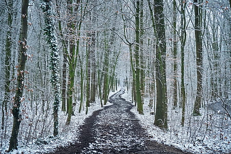 road between leafless trees during winter season thumbnail