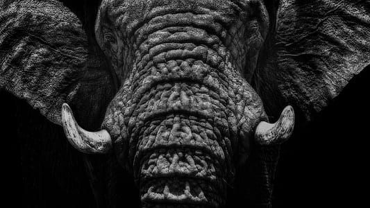 black elephant closeup photo thumbnail