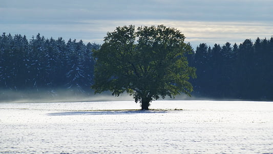 green tree surrounded with snow during daytime thumbnail