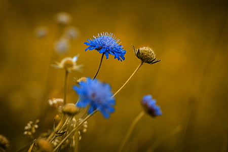 blue petaled flowers in closeup photo thumbnail
