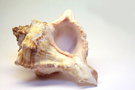 white and brown ceramic seashell thumbnail