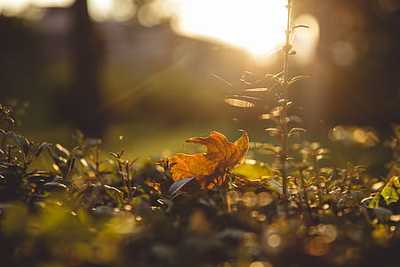 selective focus photography on brown dried leaf thumbnail