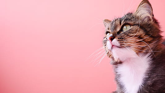 shallow focus photography of cat thumbnail