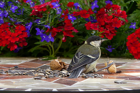 gray bird near red and purple petaled flowers in selective focus photography thumbnail