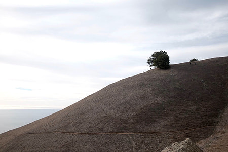 green tree on gray highland under white clouds thumbnail