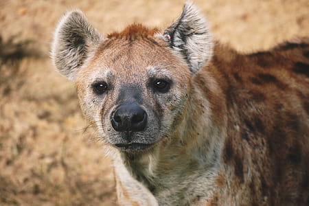 Hyena in Africa thumbnail