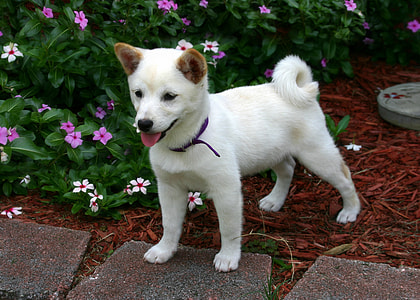 short-coated white puppy standing on concrete surface near bushes thumbnail
