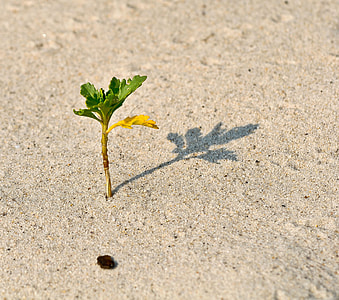green leaf plant in gray sand thumbnail