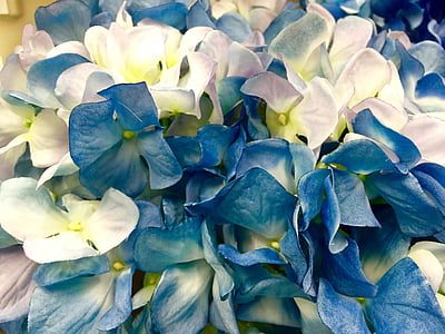 teal and white flowers during daytime thumbnail