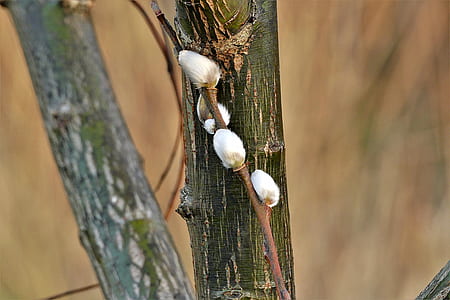 shallow focus photography of tree branch thumbnail