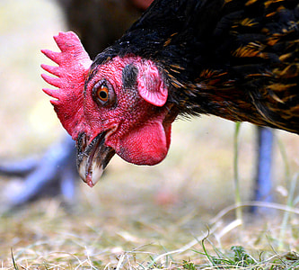 black rooster on focus photo thumbnail
