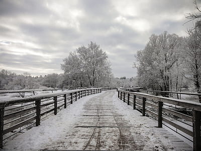 pathway bridge covered with snow towards forest in grayscale photography thumbnail