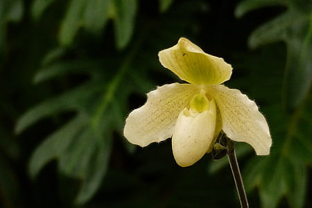 Phragmipediums are new world lady slippers that grow from Mexico through the central and northern parts of South America. thumbnail