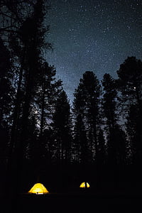 shallow focus photography of tree during night time thumbnail