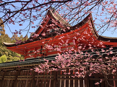 orange temple beside cherry blossom during daytime thumbnail