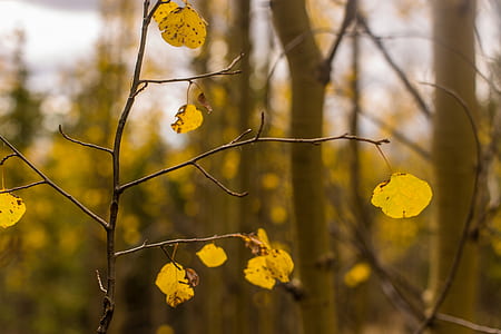 shallow focus photo of leaves thumbnail