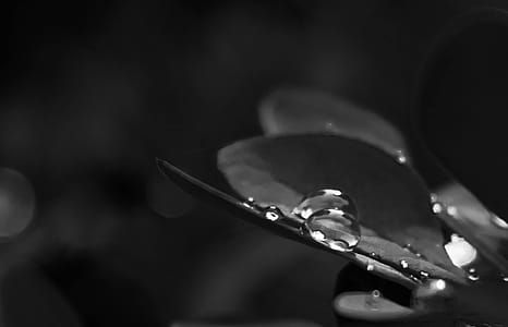 Grayscale Photo of Drew Drops on Plant thumbnail