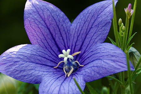 close-up photo of purple campanula flowr thumbnail