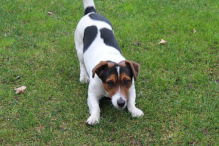 adult tricolor Jack Russell terrier on grass field thumbnail