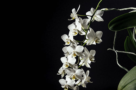 white moth, moth orchid, flower, orchid, plant, petal thumbnail