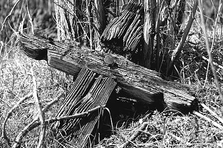grayscale photography of wooden cross leaning on tree branch thumbnail