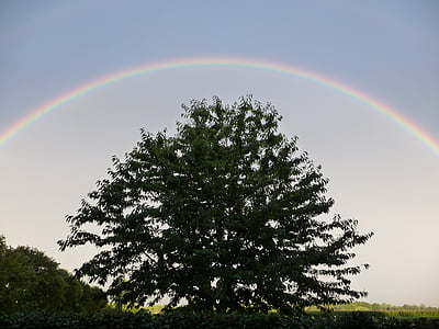 rainbow above of a tree thumbnail